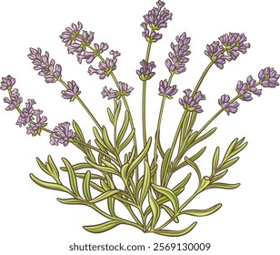 lavender plant vector isolated illustration