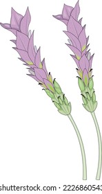 Lavender Plants in Bloom Vector Illustration