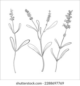 Lavender plants and flowers   leaves  botanic simple thin line sketches set vector illustration  Hand drawn minimal branch wild herbs for floral bouquet  silhouette aromatic wildflower