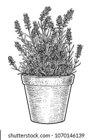 Lavender in pot illustration, drawing, engraving, ink, line art, 

vector
