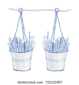 Lavender in pots. Vector illustration on white background. Decorative home plant