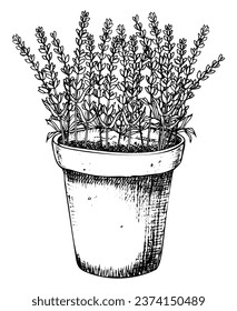 Flores de la provincia de Lavender en la cacerola de arcilla. Ilustración vectorial dibujada a mano de la olla de flores con lavandula salvaje sobre fondo blanco. Dibujo floral de un ramo en estilo de arte lineal para tarjetas o invitaciones.