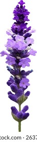 lavender purple and blooming  design2