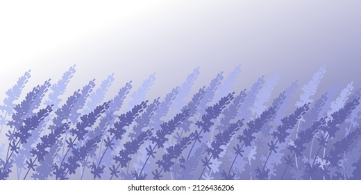 Lavender purple flower field pattern. Elegant lavender lilac background. Sketch vector illustration for cosmetics, natural and organic or health care products, aromatherapy, prints, wallpaper design