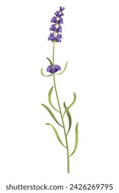 Lavender. Purple lavendar stems and blooms. Rustic trendy greenery flowers. Provence floral plant on white background. Vector cartoon illustration