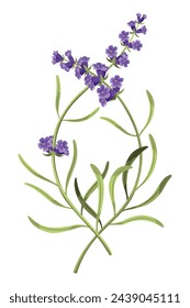 Lavender. Purple lavendar stems and blooms. Rustic trendy greenery flowers. Provence floral plant on white background. Vector cartoon illustration
