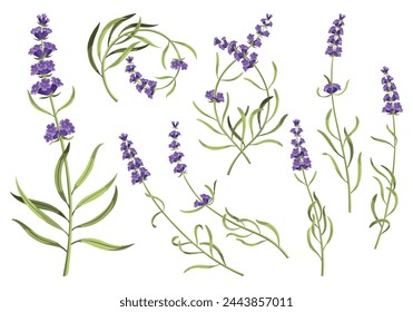 Lavanda. Tallos y flores de lavendar púrpura. Flores verdes de moda rústica. Conjunto de diferentes plantas de provenza floral sobre fondo blanco. Ilustración de dibujos animados