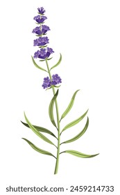 Lavender. Purple lavendar stems and blooms. Rustic trendy greenery flowers. Provence floral plant on white background. Vector cartoon illustration