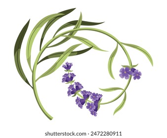 Lavanda. Subgrupos y flores de lavendar púrpura. Flores verdes de moda rústica. Planta floral de Provenza sobre fondo blanco. Vector ilustración de dibujos animados