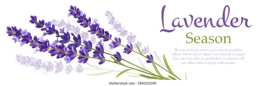 Lavender realistic banner template. Botanical graphical background. vector illustration.