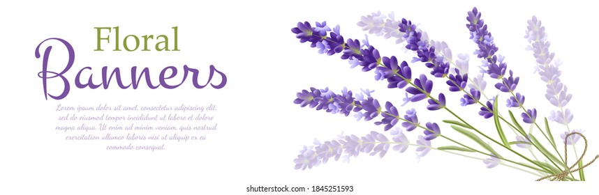 Lavender realistic banner template. Botanical graphical background. vector illustration.