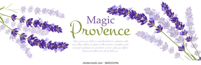 Lavender realistic banner template. Botanical graphical background. vector illustration.