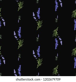 Lavender seamless pattern. Floral vector watercolor vintage sketch. Botanical colorful illustration on black background.