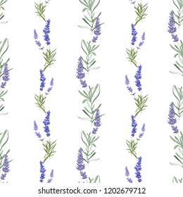 Lavender seamless pattern. Floral vector watercolor vintage sketch. Botanical colorful illustration on white background.