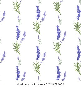 Lavender seamless pattern. Floral vector watercolor vintage sketch. Botanical colorful illustration on white background.