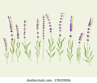 Lavender set