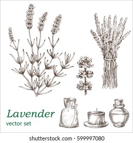 Lavender set.  Botanical Illustration. Medicinal plants.  The drawing hands.