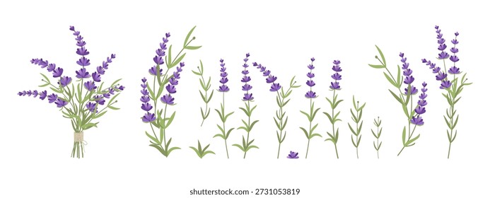Juego de lavanda. Conjunto de flores de lavanda Ilustración vectorial de Subgrupos florales