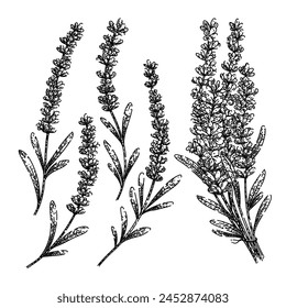 lavender set hand drawn. garden herb, aroma essential, oil calming lavender vector sketch. isolated black illustration