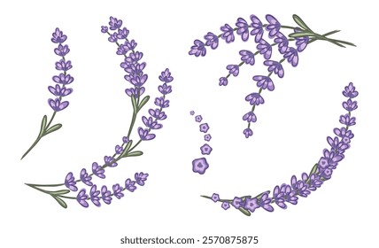 Lavender set hand drawn illustrations depicting various arrangements of the flower in a decorative collection