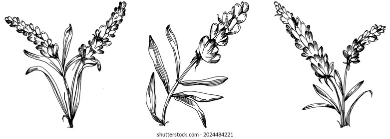 Lavender set Isolated sketch illustration. Hand drawn element for wedding herb, plant or monogram with elegant leaves for invitation save the date card design. Botanical rustic trendy greenery.