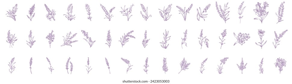 Lavender set sketch flower. Vintage botanical drawing of French field Lavandula. Blossomed lavander. Hand-drawn vector illustrations isolated.