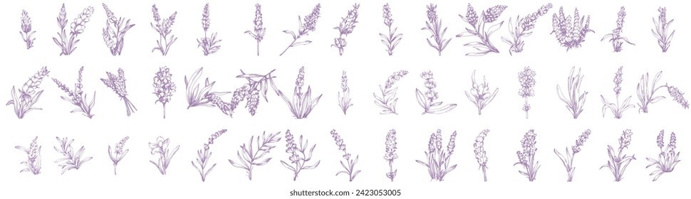 Lavender set sketch flower. Vintage botanical drawing of French field Lavandula. Blossomed lavander. Hand-drawn vector illustrations isolated.