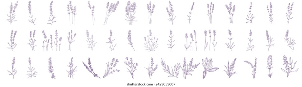 Lavender set sketch flower. Vintage botanical drawing of French field Lavandula. Blossomed lavander. Hand-drawn vector illustrations isolated.