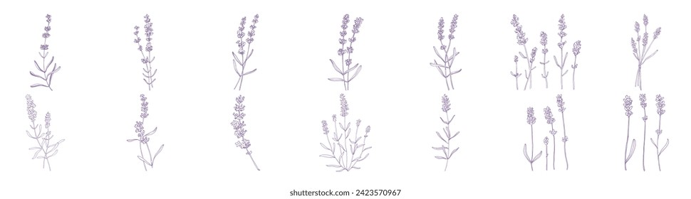 Flor de boceto de lavanda. Dibujo botánico vintage del campo francés Lavandula. Lavandera afilada. Ilustraciones vectoriales hechas a mano aisladas.