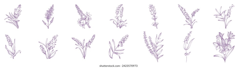 Flor de boceto de lavanda. Dibujo botánico vintage del campo francés Lavandula. Lavandera afilada. Ilustraciones vectoriales hechas a mano aisladas.