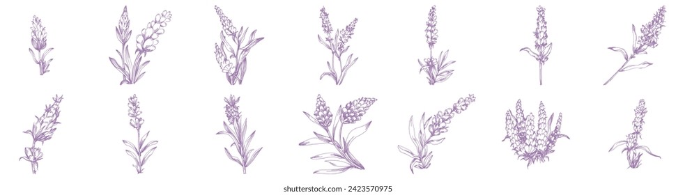 Lavender set sketch flower. Vintage botanical drawing of French field Lavandula. Blossomed lavander. Hand-drawn vector illustrations isolated.