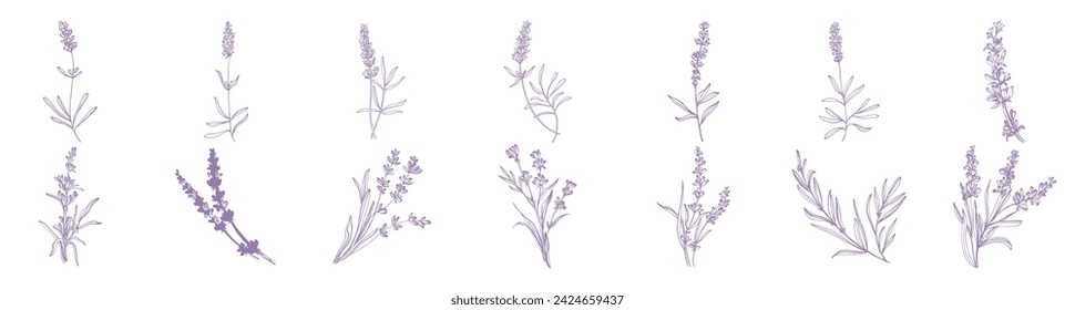 Conjunto de lavanda flor de boceto. Dibujo botánico vintage del campo francés Lavandula. Lavanda en flor. Ilustraciones vectoriales dibujadas a mano aisladas.