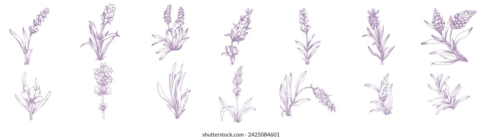 Conjunto de lavanda flor de boceto. Dibujo botánico vintage del campo francés Lavandula. Lavanda en flor. Ilustraciones vectoriales dibujadas a mano aisladas.