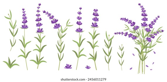 Lavender set. Vector illustration of lavender, Provence flowers on a white background. Set of elements from lavender flowers.