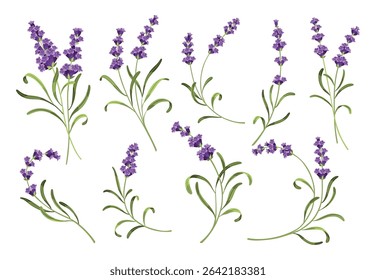 Lavender set. Vector illustration of lavender, Provence flowers on a white background. Set of elements from lavender flowers