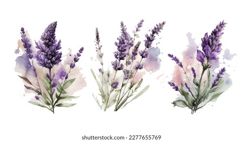 Lavanda set Vector acuarela. Hermosos ramos florales aislados en ilustración de fondo blanco