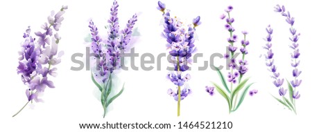 Lavender set Vector watercolor. Beautiful floral bouquets isolated on white illustration Сток-фото © 