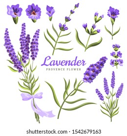 Lavender. Set of watercolor lavender flowers and symbols on the white background, aquarelle. Vector illustration. Hand-drawn floral decorative elements useful for invitations, scrapbooking, design.