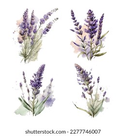 Lavanda. Flores de lavanda de color agua y símbolos sobre el fondo blanco, acuarela. Ilustración vectorial. Elementos decorativos florales hechos a mano útiles para invitaciones, recortes, diseño.