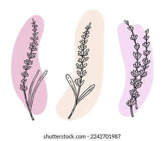 Set de lavanda, boceto dibujado a mano con doodle, arte de línea.Decoración floral botánica, flor de campo francesa, producto orgánico natural, hierba.Diseño para medicina, aromaterapia, ceremonia del té