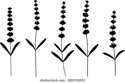 Lavender silhouettes flowers vector illustration. Provence wildflowers