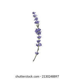 Lavender single twig with flowers hand drawn colored vector illustration isolated on white background. Lavender plant sprig for natural cosmetics and beauty products.