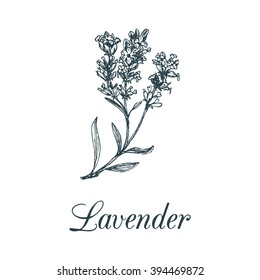 Lavender, sketch in vector. Hand drawn botanical illustration of medicinal plant in engraving style. Organic herb isolated.