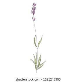 Lavender Sketch Vector Illustration Icon Stock Vector (Royalty Free ...