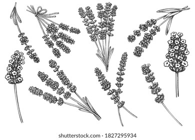 Lavender sketch. Vector realistic growth lavender flower outline sketch. Medical healing, aroma green tea or scented spa cosmetic essential ingredient illustration. Set isolated on white background