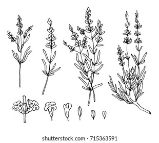 lavender sketch vector set