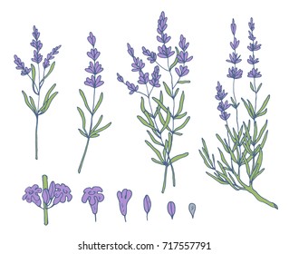 lavender sketch vector set