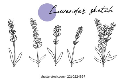 Lavendel-Skizze, Vektorset doodline-Kunst, handgezeichnet