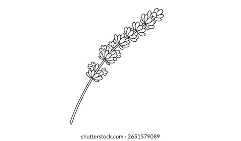 Moldura de alfazema colorir contorno da página representando muitas pequenas flores individuais agrupadas no caule