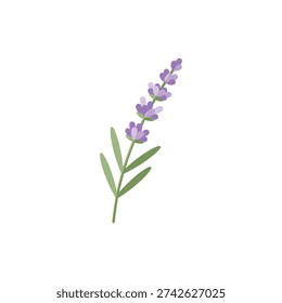 Lavender Sprig Gentle Flat Shading Botanical Icon